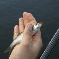 Cresta Spaghetti Worms 11 Cresta Spaghetti Worms -Winkel Voor Visbenodigdheden 3953085Cresta Spaghetti Worms 4